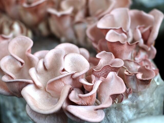 능이버섯 보관법