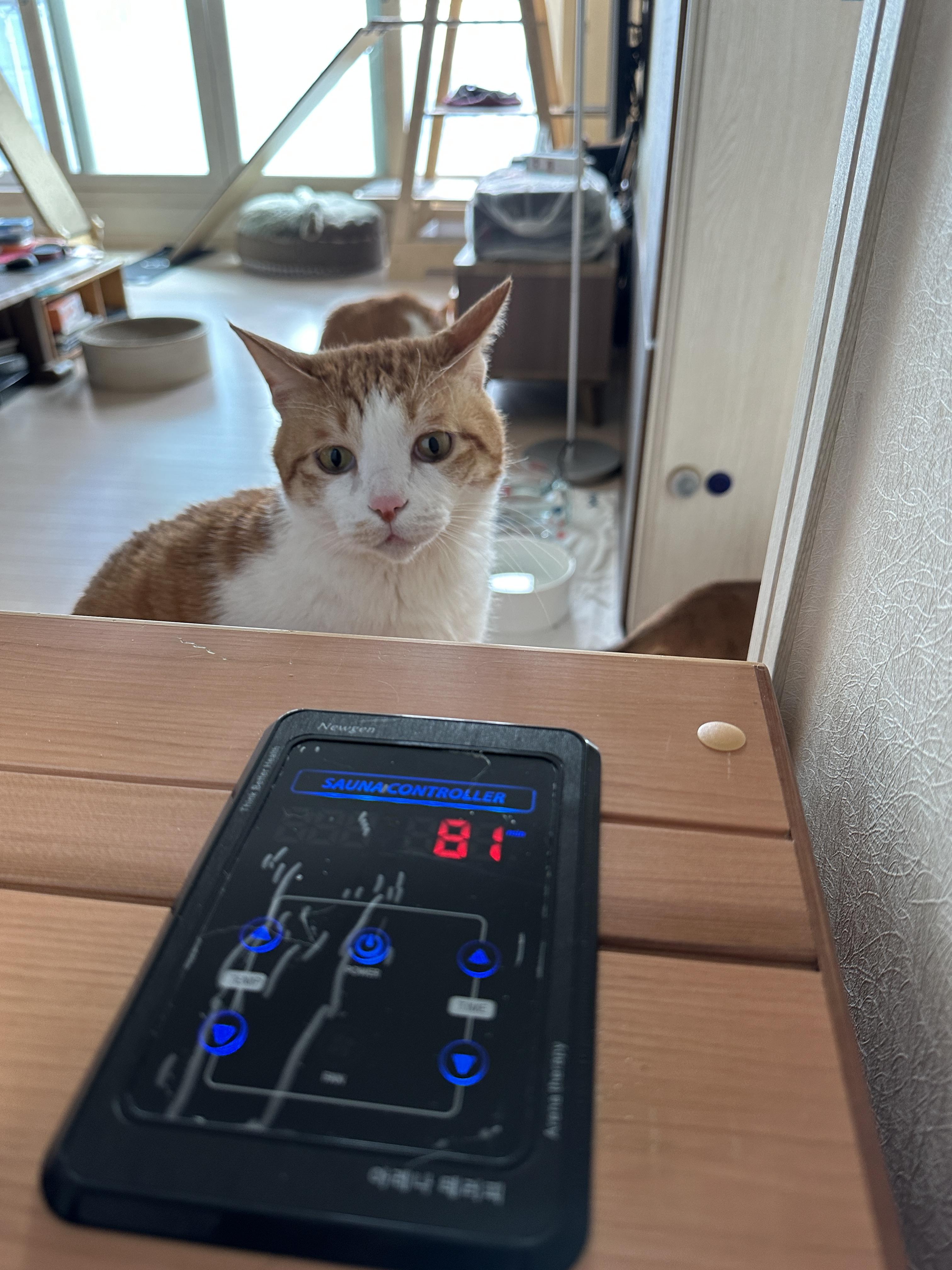 소심한 막둥이가 엄마를 지키는 방법 (feat.긴장해서 코까지 빨개진 막둥이)