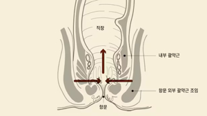 항문 괄약근