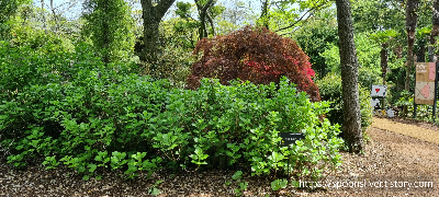 제주스누피가든