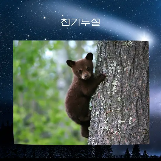 곰이 나오는 꿈 해몽