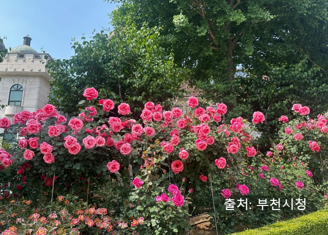 부천 백만송이 장미 도당 공원, 장미꽃 축제 가는 길(꽃말)