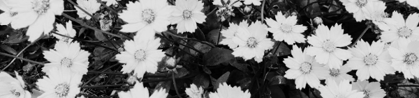 금계국 꽃말, 금계국 포토