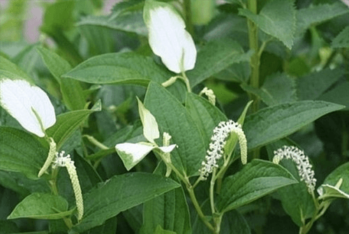 삼백초15