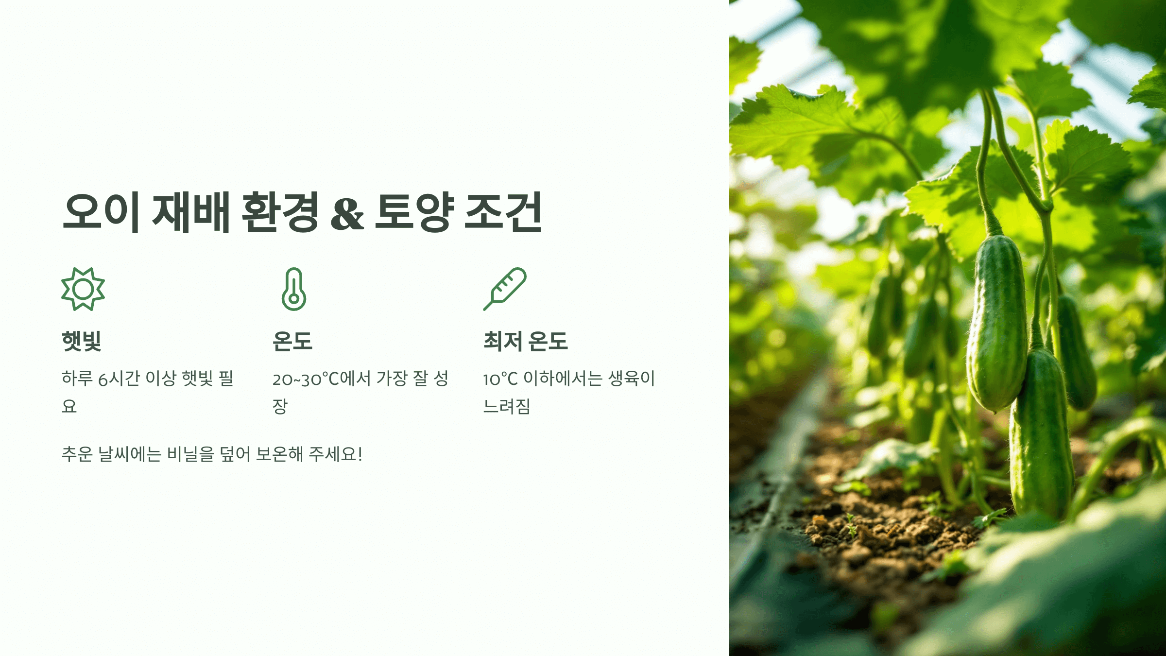 오이 사진입니다.