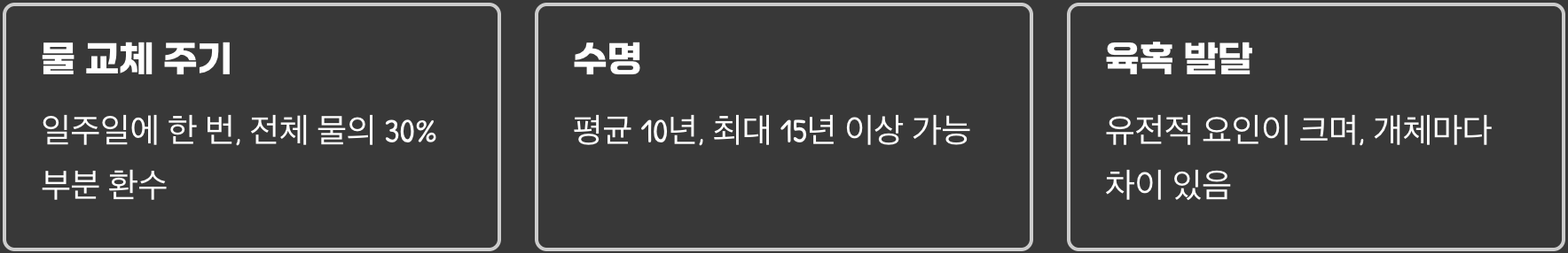 복주머니 오란다 키우기 A to Z (어항, 먹이, 합사 총정리)