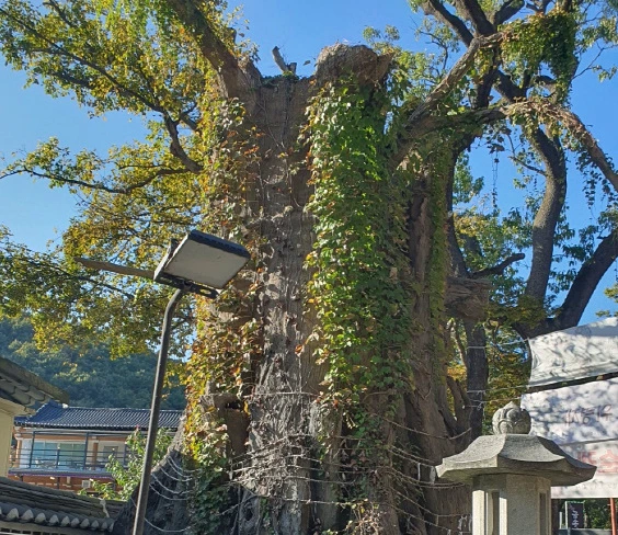 고천 신점 잘 보는 집 영신당의 나무
