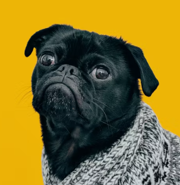 반려동물 미용실 창업에 대하여 알아보기