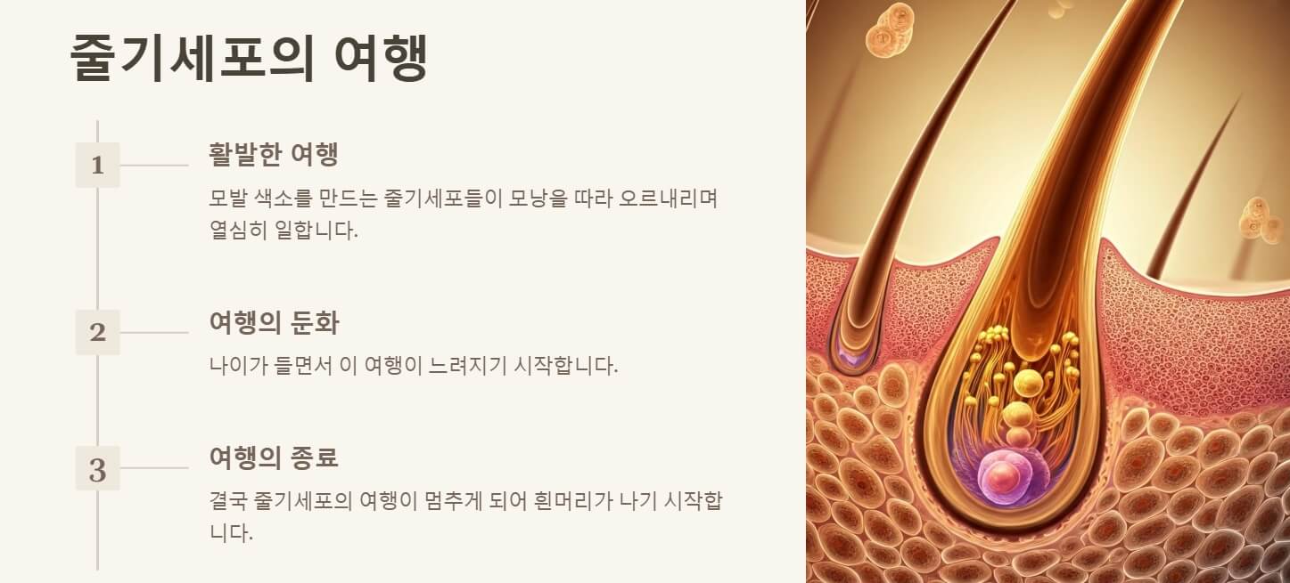 흰머리 나는 이유