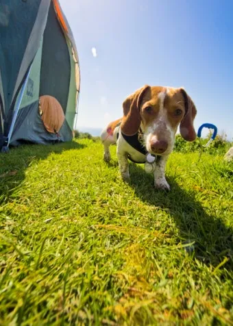 서울 마포 반려동물 캠핑장 도심 속 힐링 명소 가이드_16