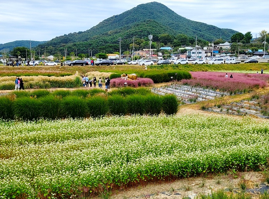 메밀꽃 
