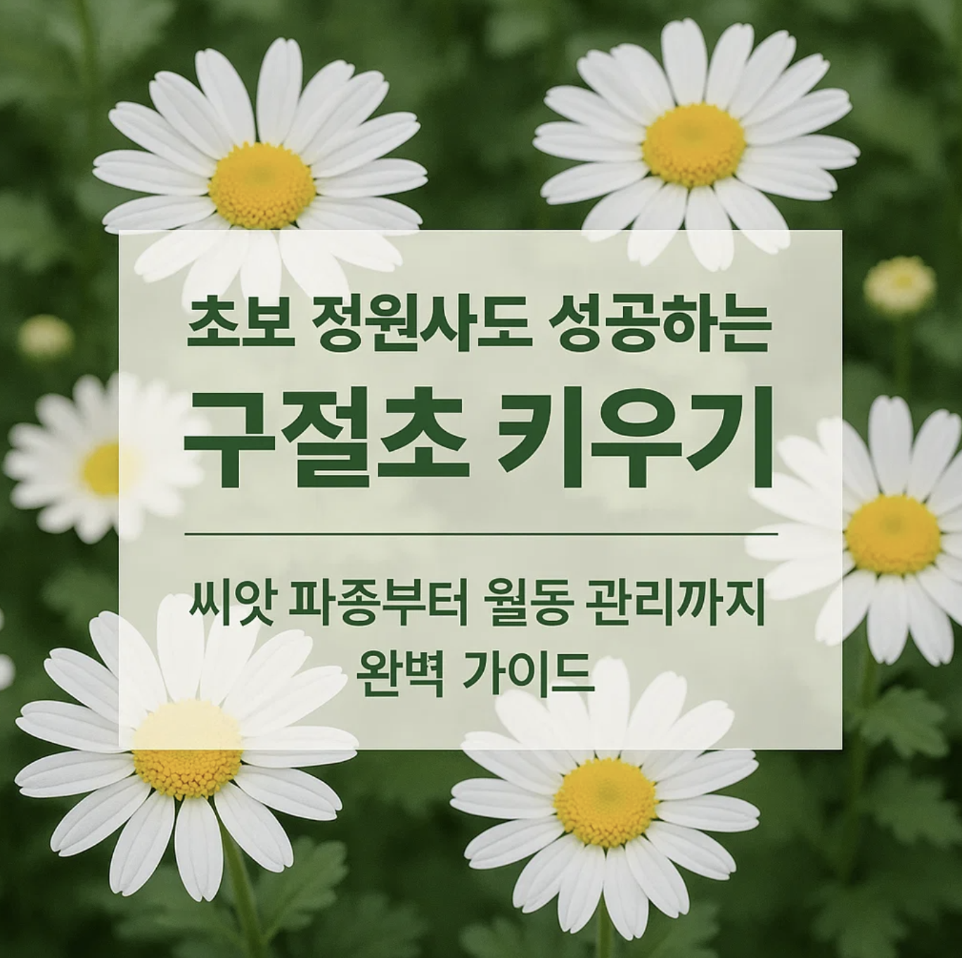 초보 정원사도 성공하는 구절초 키우기, 씨앗 파종부터 월동 관리까지 완벽 가이드
