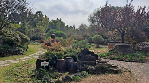 화성_우리꽃식물원_국화전시회