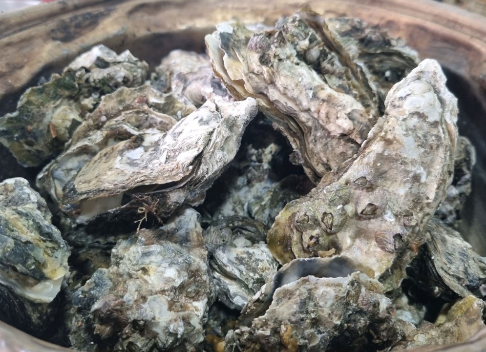 6시내고향 고향투어 안산 굴구이 굴찜 굴짬뽕 식당