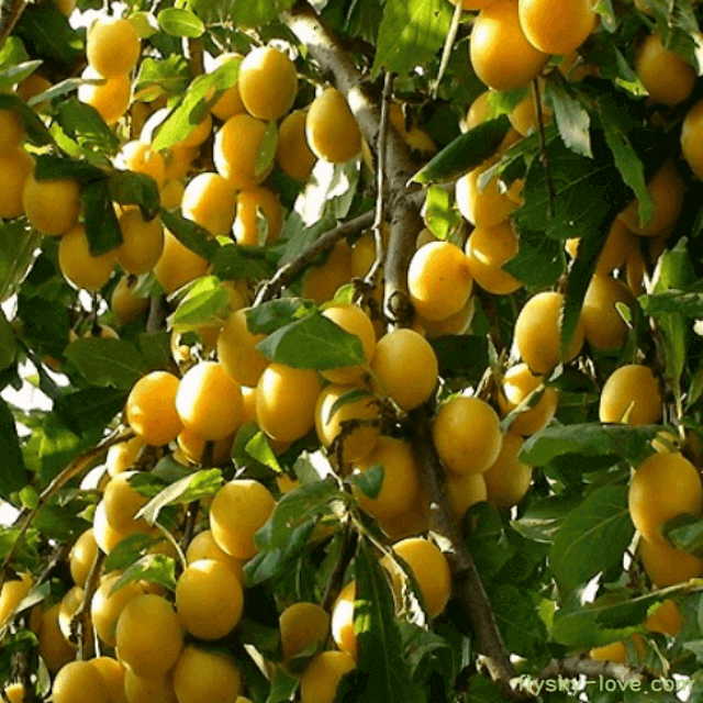 벌꿀처럼 달콤한 미라벨자두