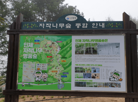 자작나무숲 둘레길