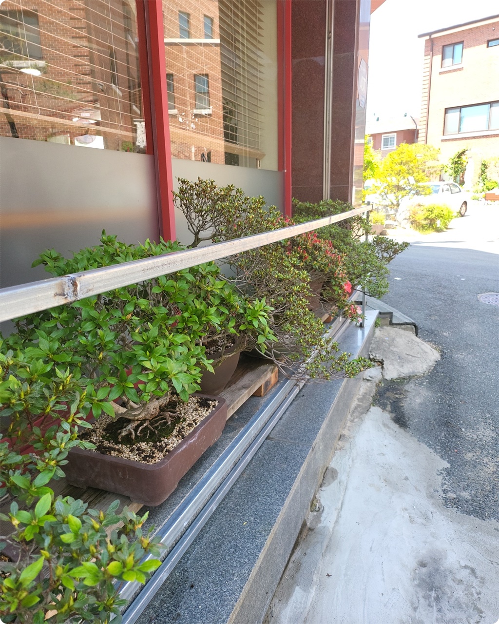 여러가지 분재가 있어요~