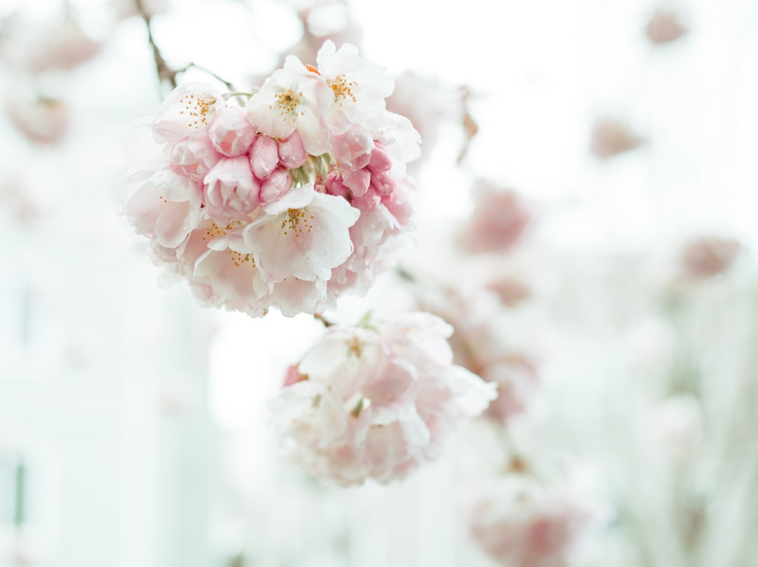 Blossoms