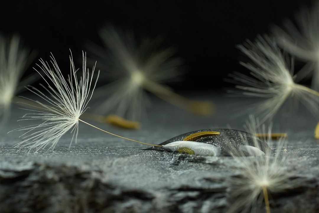 Seed