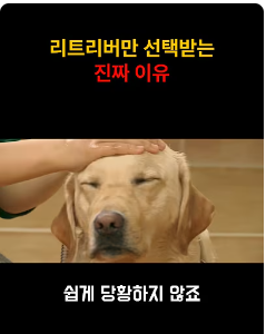 “왜 안내견은 꼭 리트리버일까?”에 대한영상
