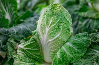 10월 제철음식 배추