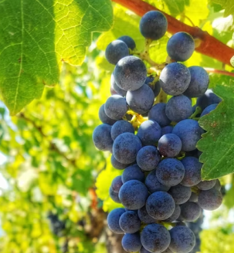 포도 효능 부작용