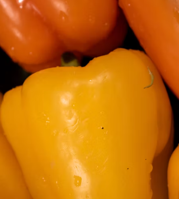 파프리카 효능 부작용 고르는법 칼로리