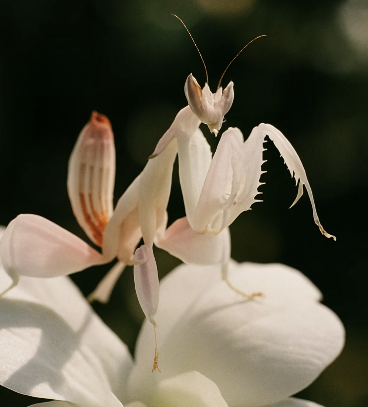 꽃으로 위장한 작은 사냥꾼
