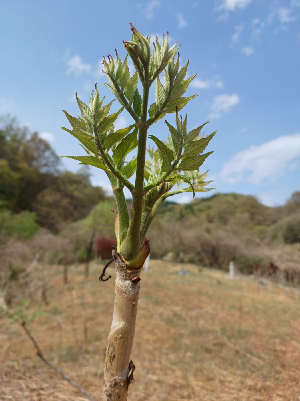 참두릅과 여름두릅 가격 알아보기