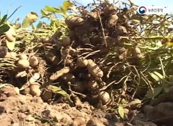 땅콩 재배 개화 후 흙 덮기 배수로 확보 칼슘 보충_30