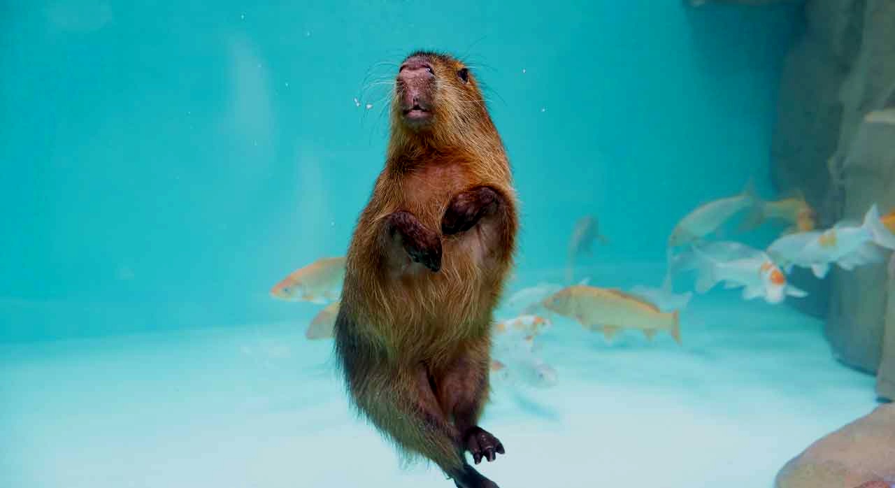 수조 안에서 수영하는 카피바라의 모습이다. [ⓒ롯데월드 아쿠아리움 공식 홈페이지]