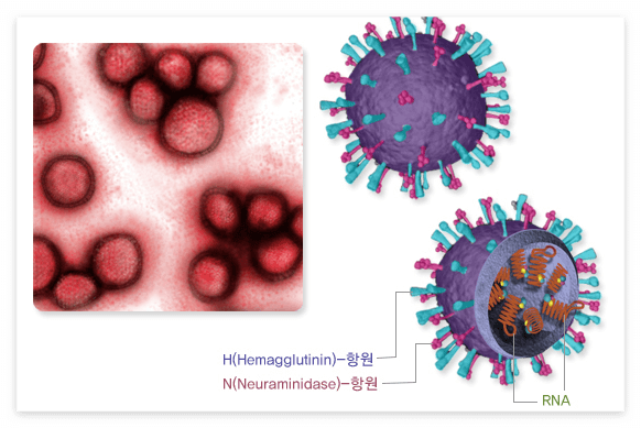 독감 바이러스