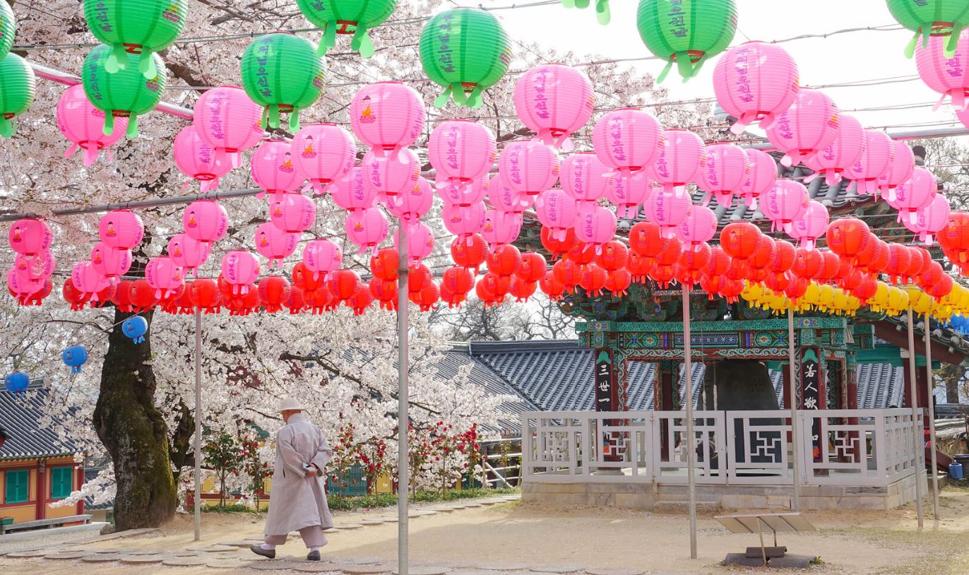 동학사 벚꽃축제 일정
