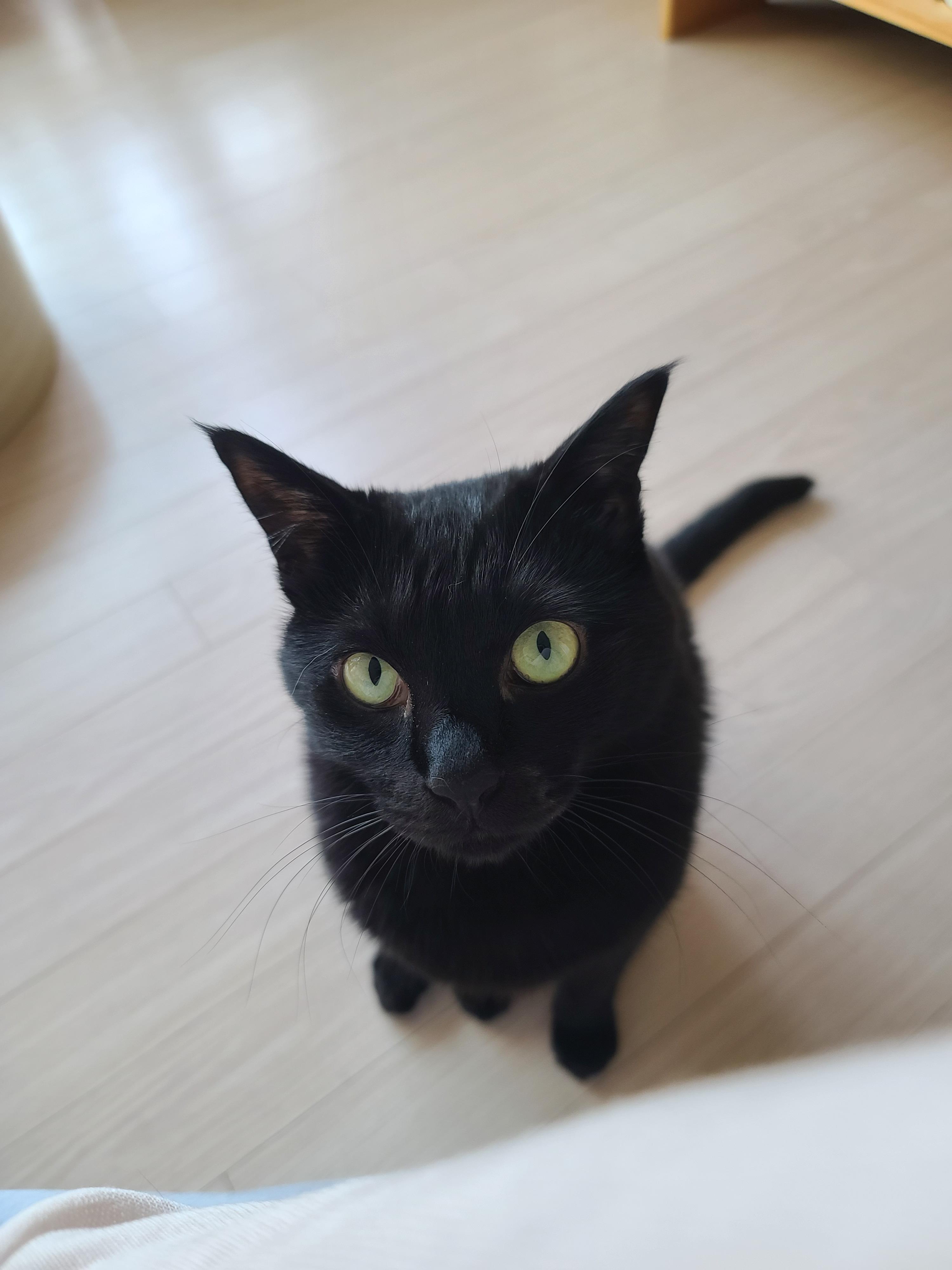 엄마껌딱지 고양이를 무시했더니..