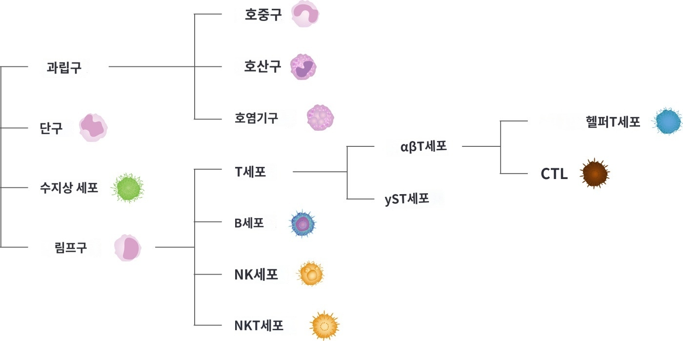 NK세포 암 예방 일본 치료에 대하여
