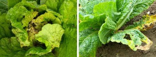 배추-김장배추-재배-노균병-병충해-증상-방제법