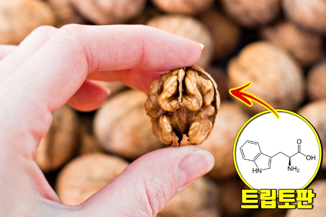 호두 효능,잠 잘오게 하는 방법,잠 잘오는 음식,멜라토닌 효능 음식,트립토판 효능 음식,팁줌 매일꿀정보