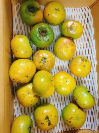 태추단감 이란 아직도 그냥 단감이라고 생각하세요 feat 일반 단감과 완벽 비교 분석으로_7