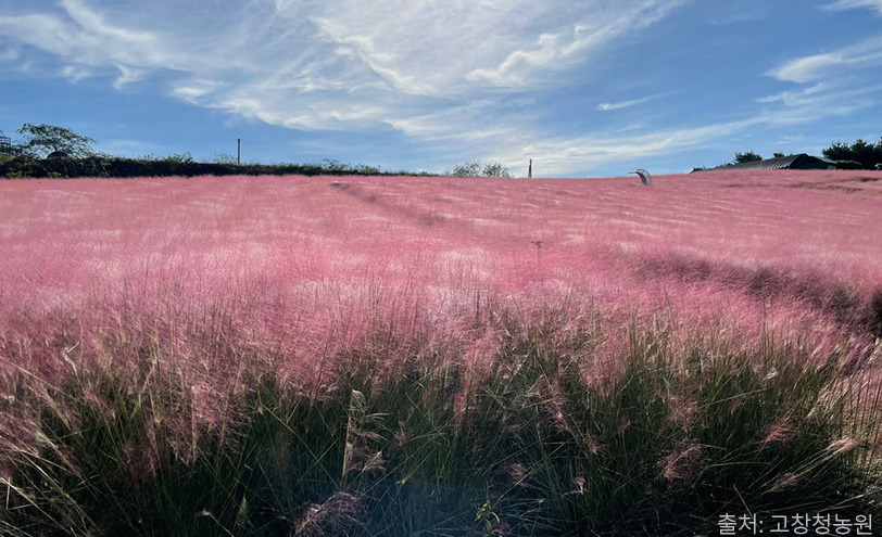 2025 고창 핑크뮬리 축제 🌸 기간&middot;위치&middot;교통&middot;입장료
