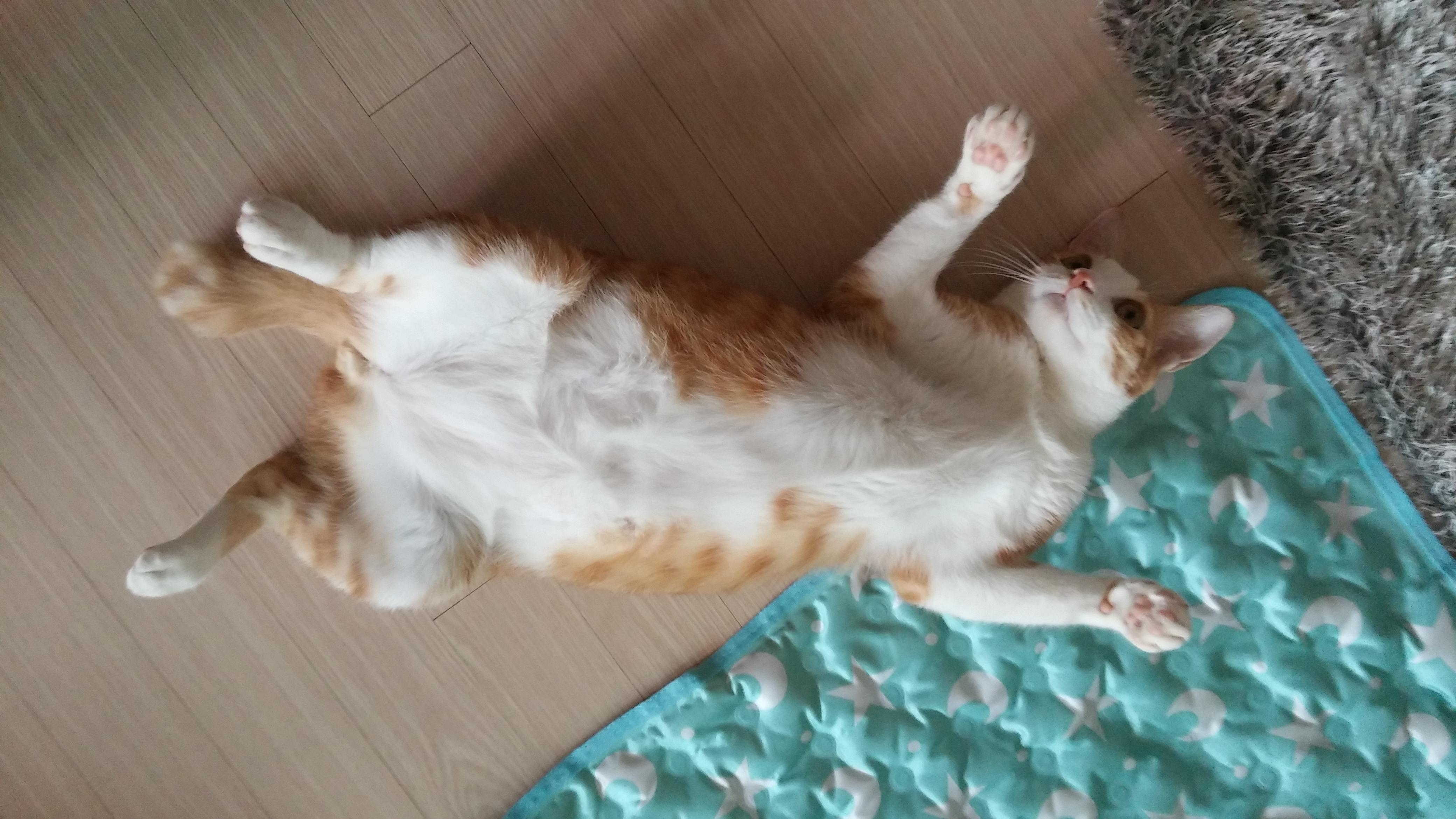 고양이 허피스 바이러스