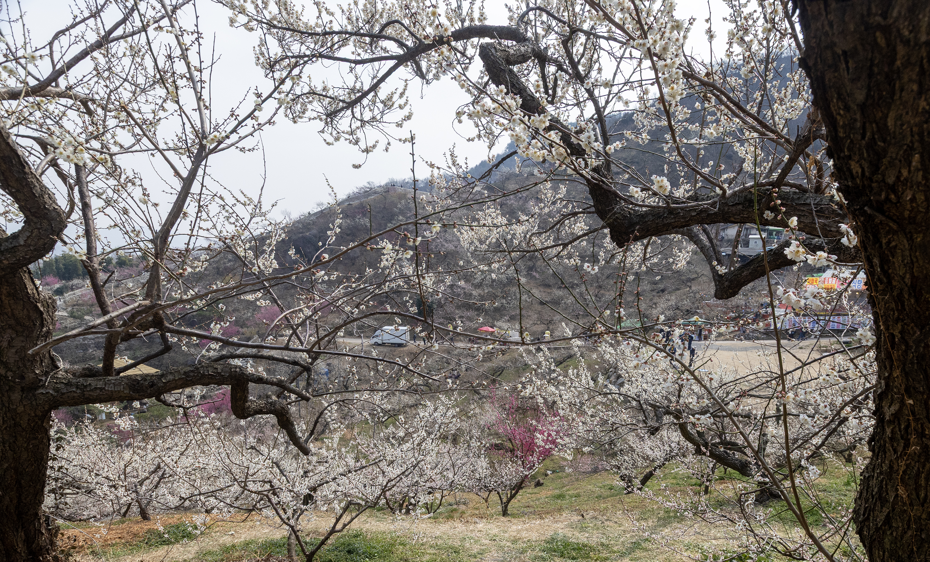 2026 광양 매화축제 백매화 군락 전경 &mdash; 산비탈을 가득 채운 하얀 매화꽃