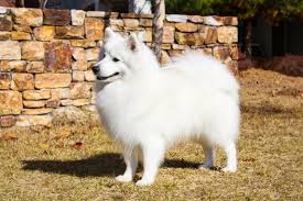 강아지 무료분양