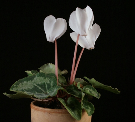 겨울 꽃 시클라멘