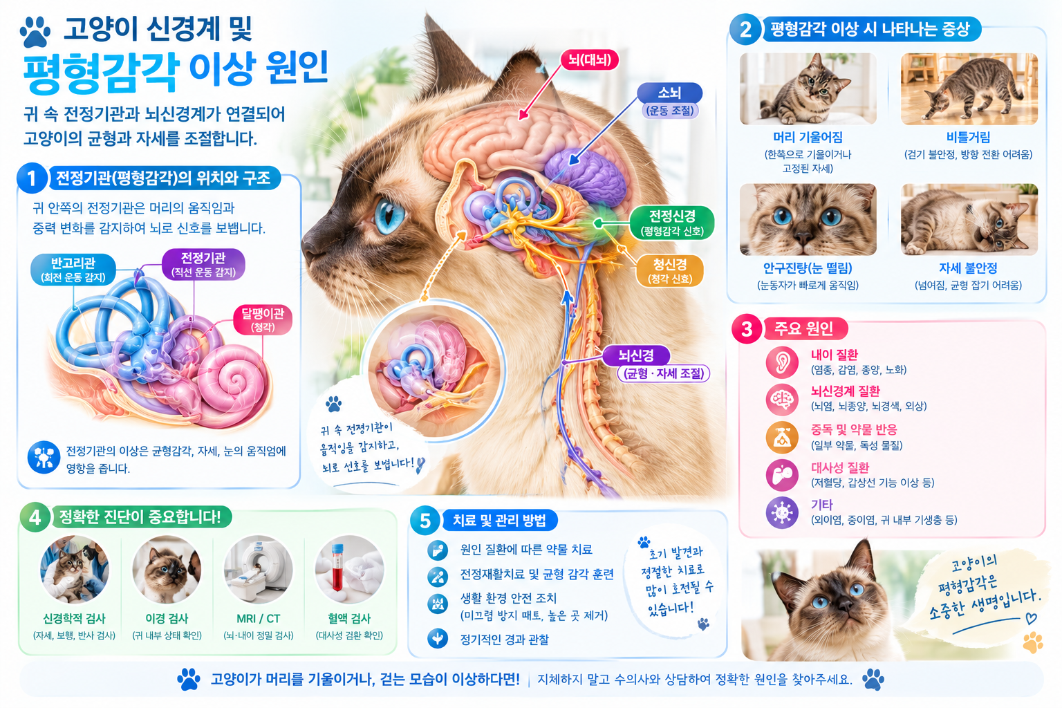고양이 신경계 및 평형감각 이상 원인 도식