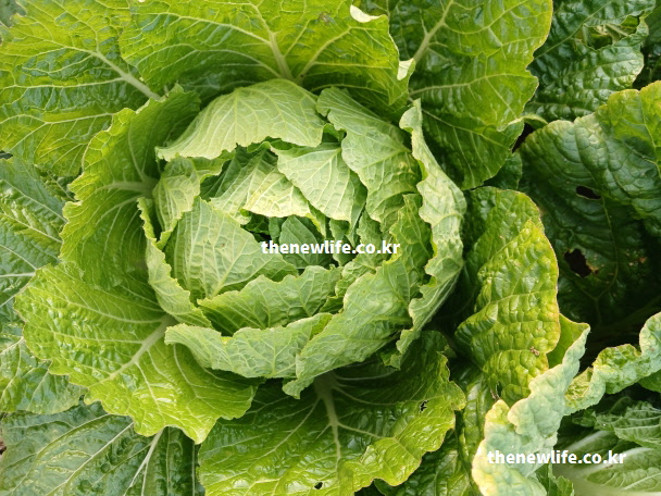 밭에서 자라는 배추의 결구된 중심부 실물 사진. 항암 성분이 함유된 단단하고 싱싱한 배추의 속 모습