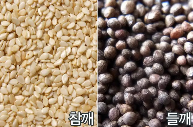 참깨와-들깨-차이-생김새