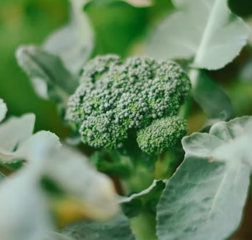 브로콜리 효능과 부작용 고르는법 칼로리
