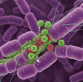 용혈 요독 증후군 초기증상 및 치료법4