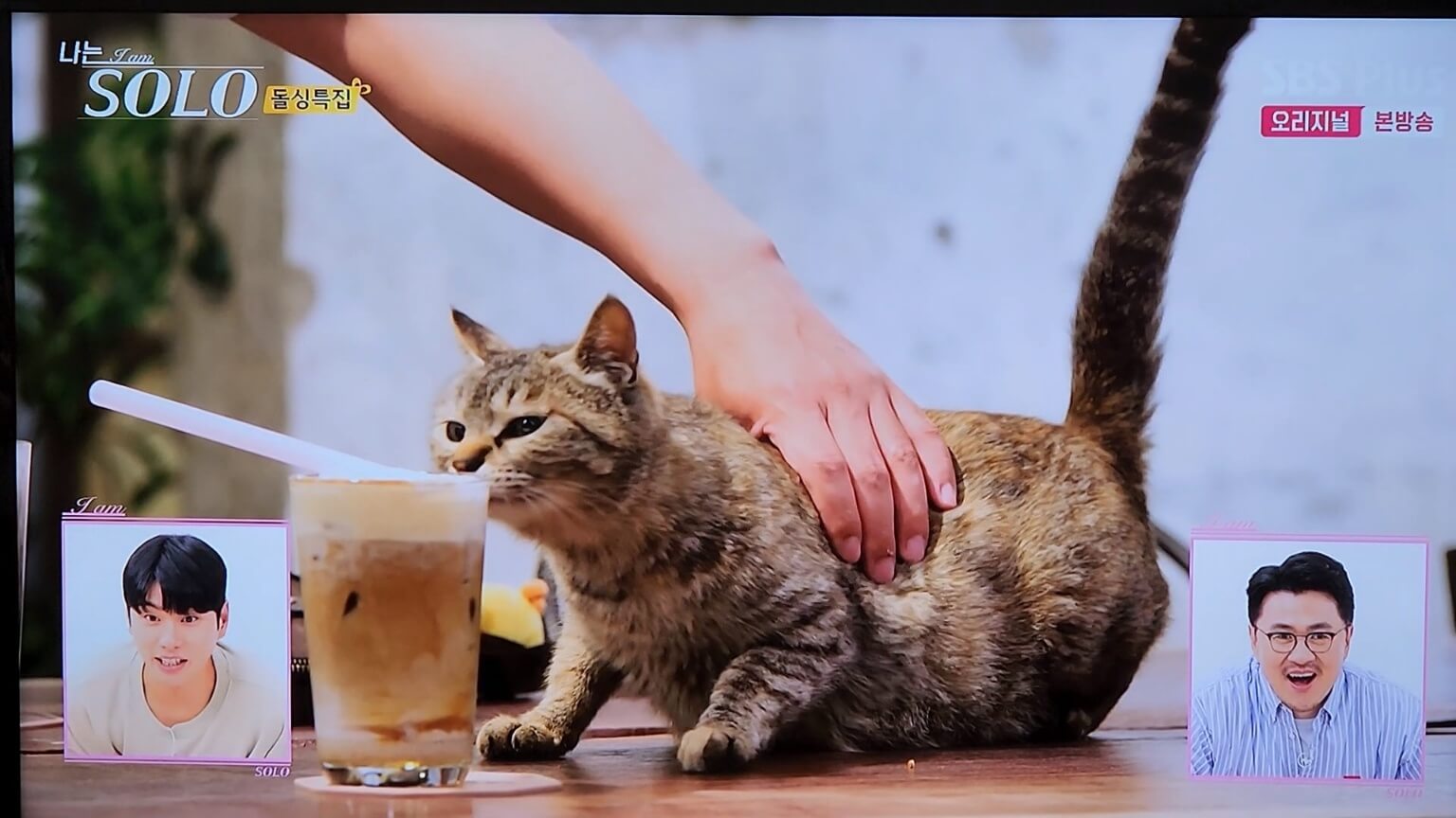 또 나타난 냥이