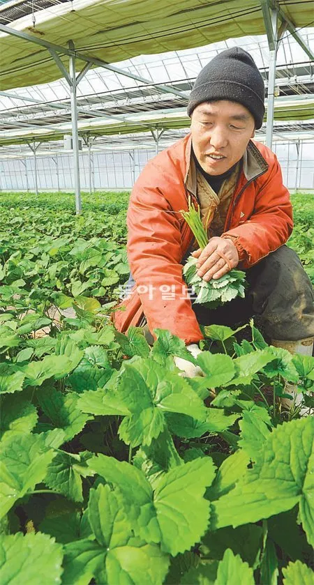 곰취 재배 상토 선택 통풍 관리 병충해 예방_5
